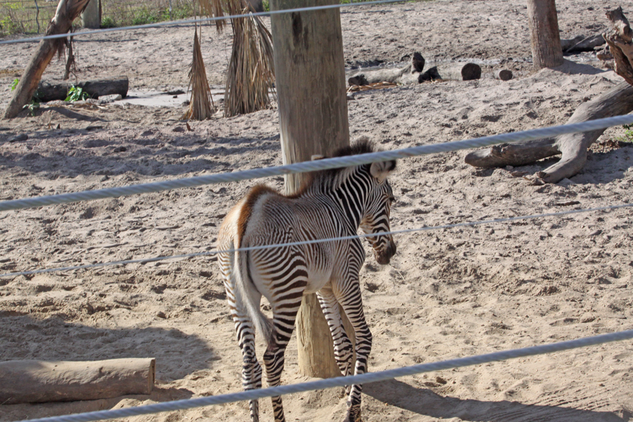 Baby zebra at Lowry
                                      Park Zoo