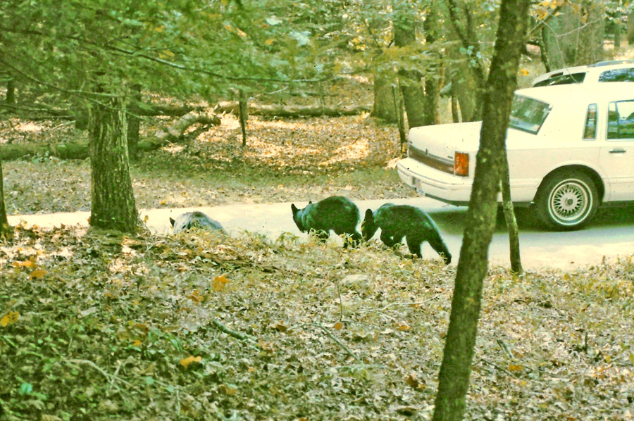 Momma bear teaching and two cubs crossing a road in Cades Cove