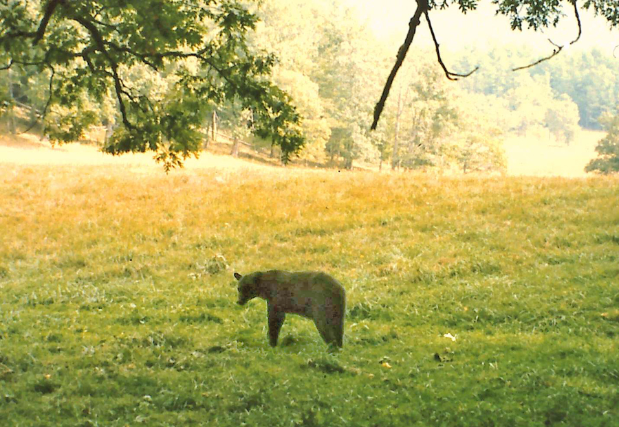 A bear in clearing at Cades Cove