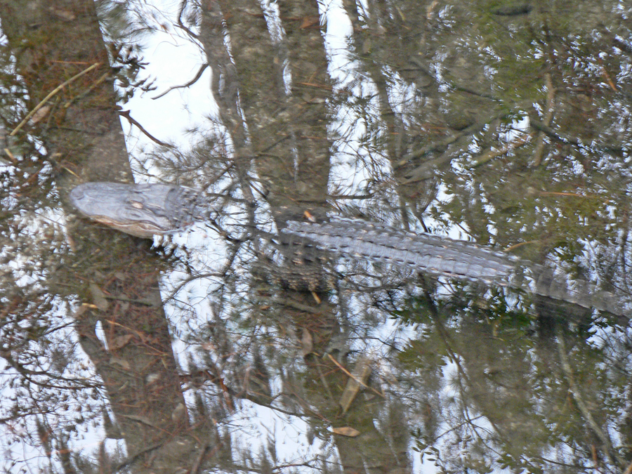 Alligator amist the cypress trees in Okefenokee Swamp