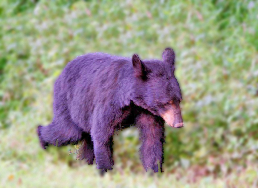bear walking in woods with title bear facts embossed