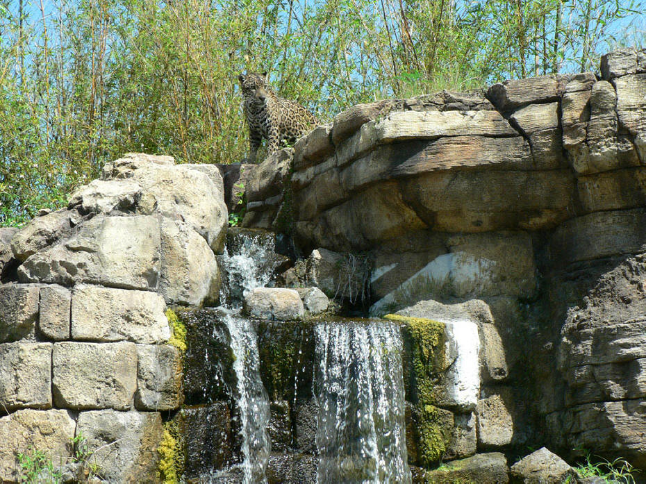Jagua at zoo